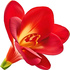 Red freesia